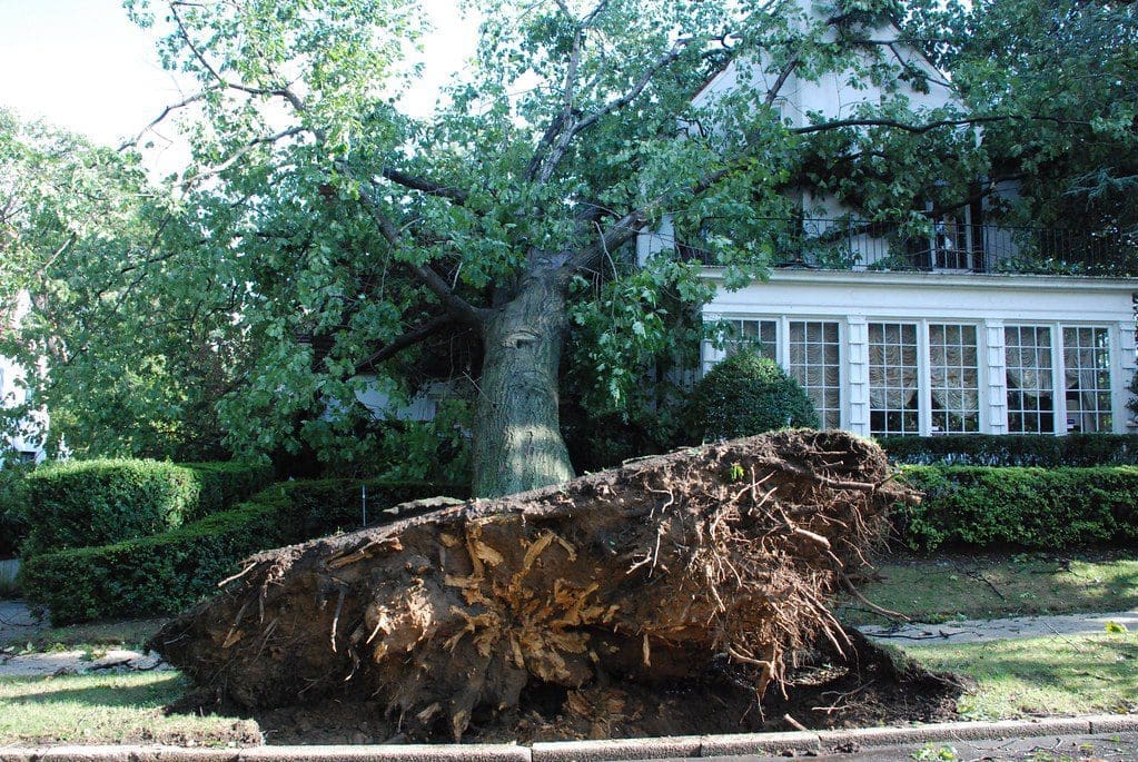 tree fell on a house